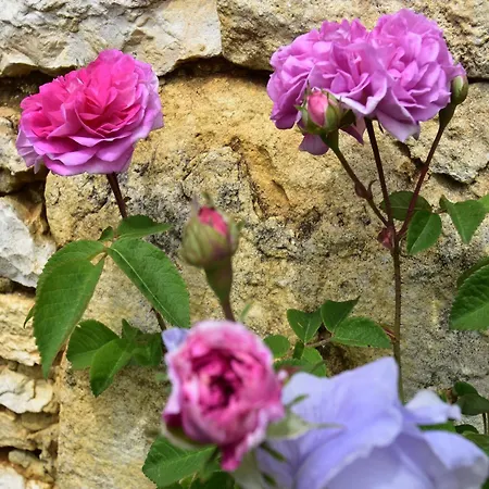 With Private Garden 別荘 *