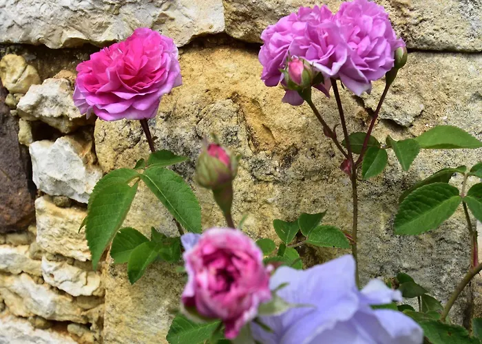 With Private Garden 度假居 *